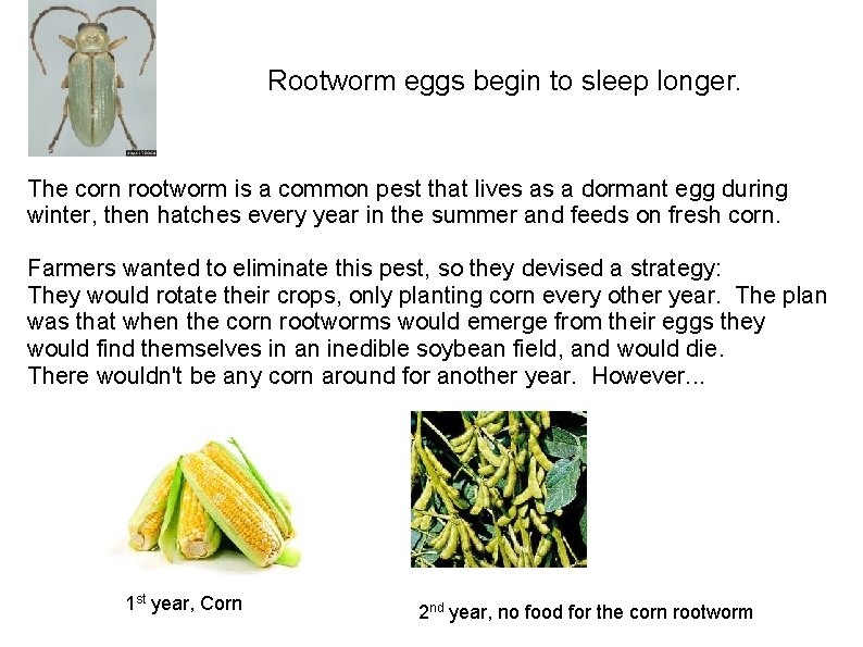 Rootworm eggs begin to sleep longer. The corn rootworm is a common pest that