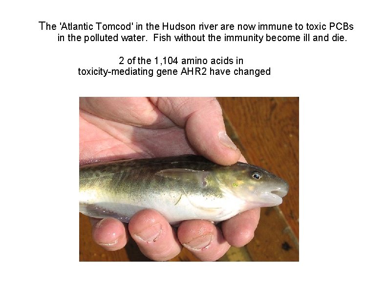 The 'Atlantic Tomcod' in the Hudson river are now immune to toxic PCBs in