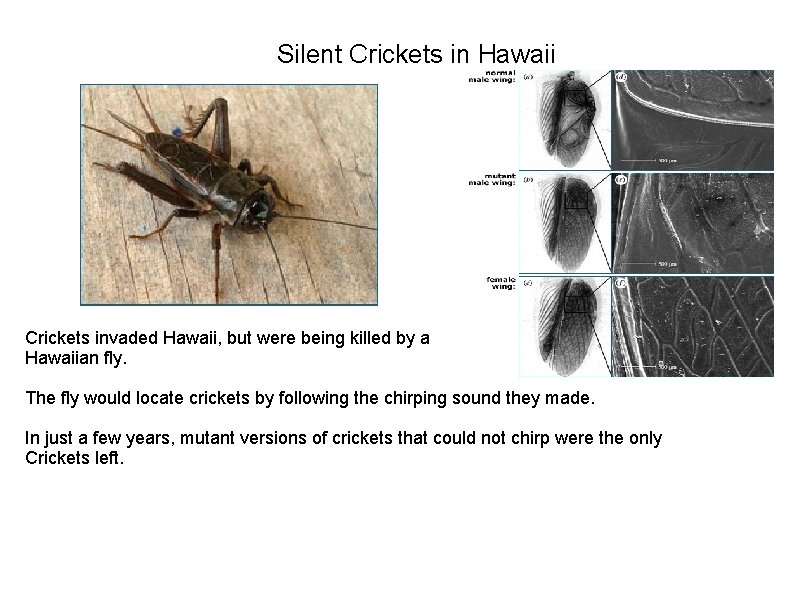 Silent Crickets in Hawaii Crickets invaded Hawaii, but were being killed by a Hawaiian