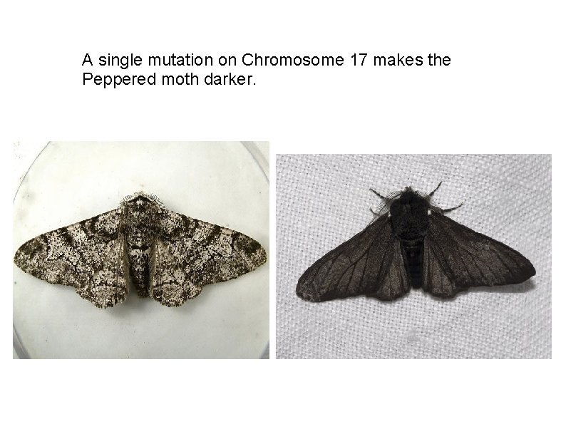 A single mutation on Chromosome 17 makes the Peppered moth darker. 