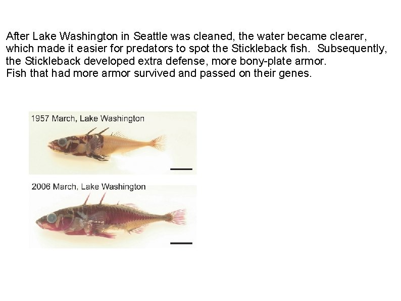 After Lake Washington in Seattle was cleaned, the water became clearer, which made it