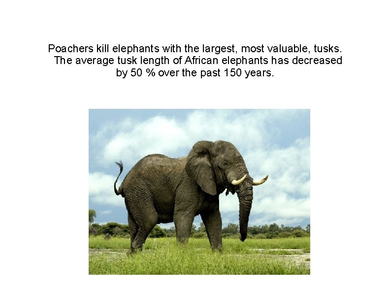 Poachers kill elephants with the largest, most valuable, tusks. The average tusk length of