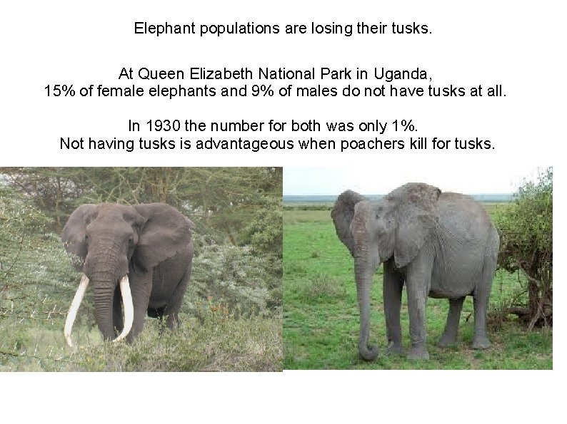 Elephant populations are losing their tusks. At Queen Elizabeth National Park in Uganda, 15%