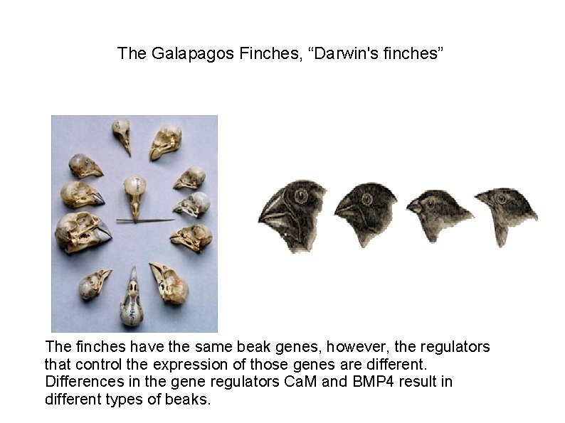 The Galapagos Finches, “Darwin's finches” The finches have the same beak genes, however, the