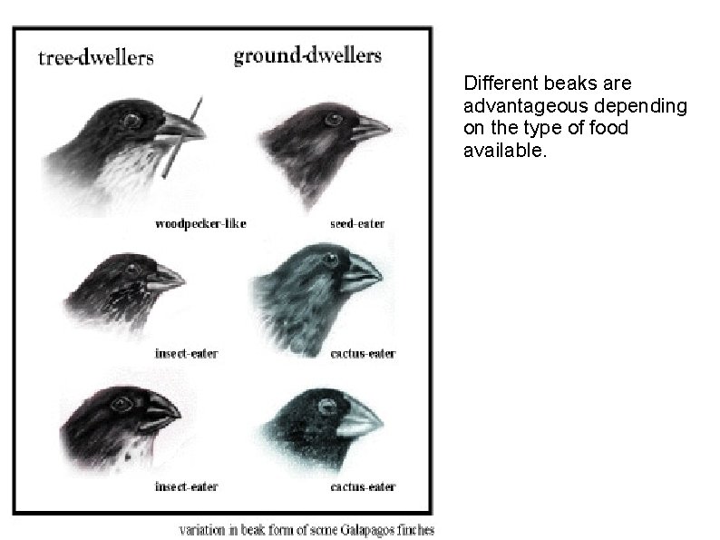 Different beaks are advantageous depending on the type of food available. 