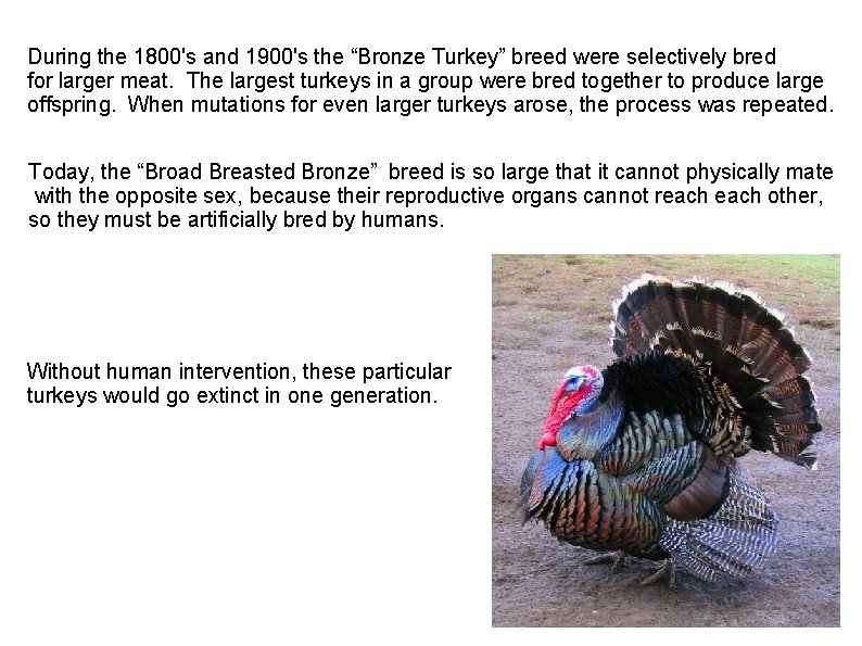 During the 1800's and 1900's the “Bronze Turkey” breed were selectively bred for larger