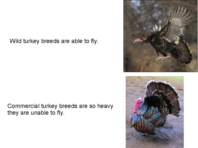Wild turkey breeds are able to fly. Commercial turkey breeds are so heavy they