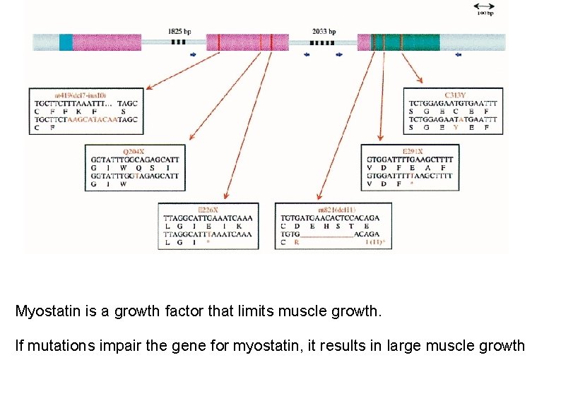Myostatin is a growth factor that limits muscle growth. If mutations impair the gene