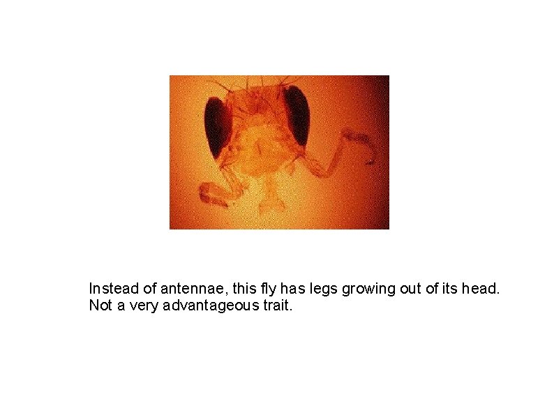 Instead of antennae, this fly has legs growing out of its head. Not a