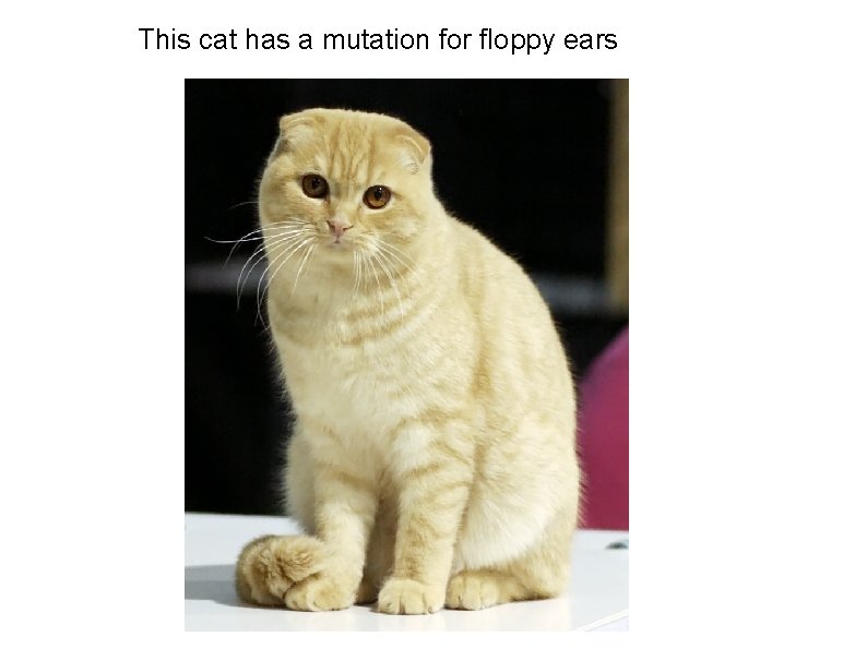 This cat has a mutation for floppy ears 