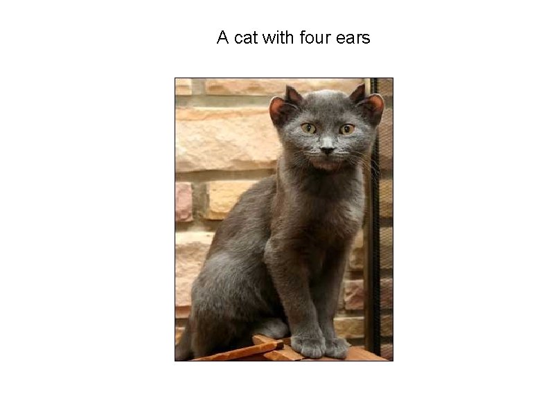 A cat with four ears 