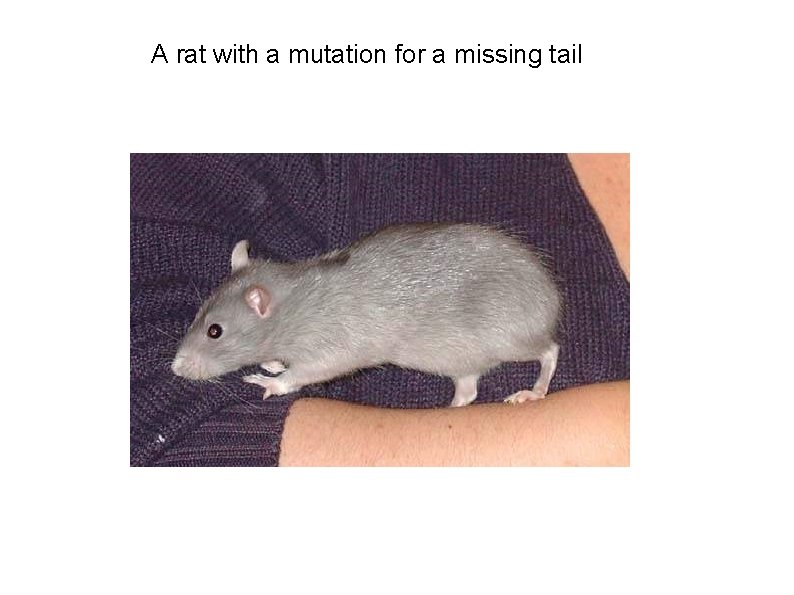 A rat with a mutation for a missing tail 