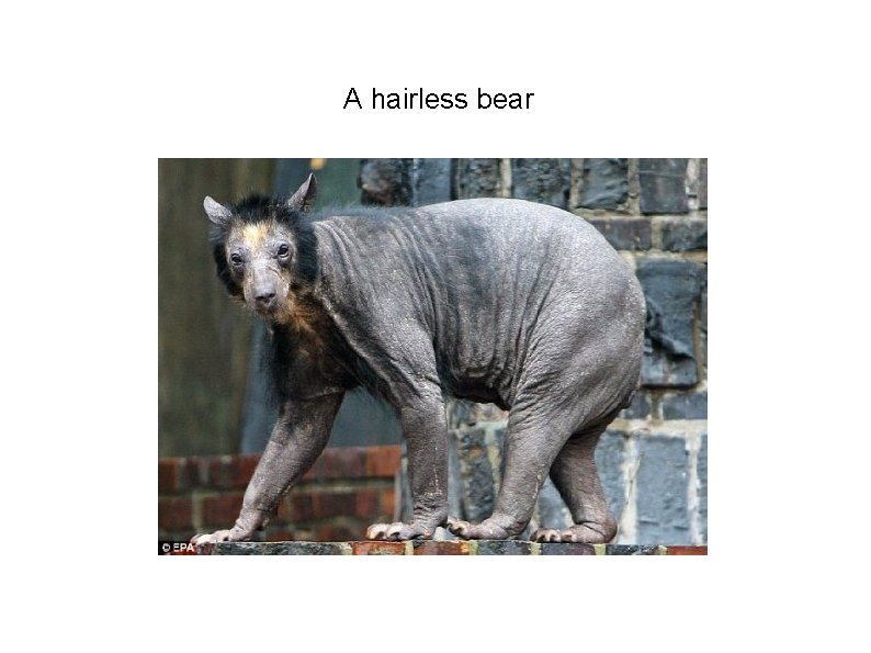 A hairless bear 
