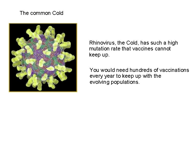 The common Cold Rhinovirus, the Cold, has such a high mutation rate that vaccines