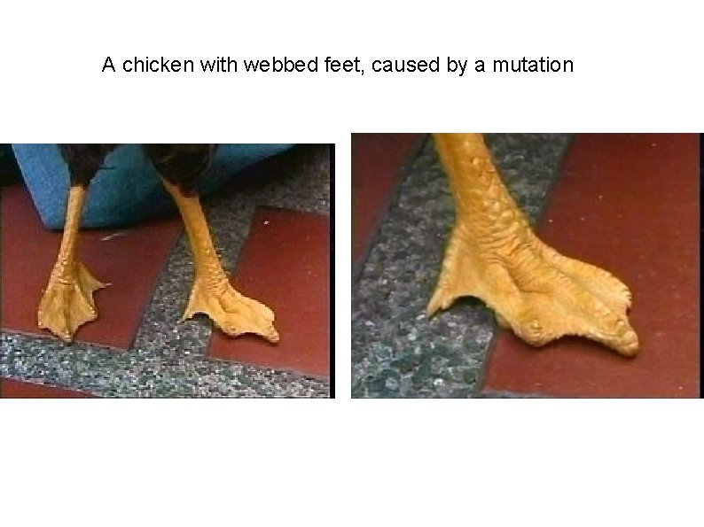 A chicken with webbed feet, caused by a mutation 