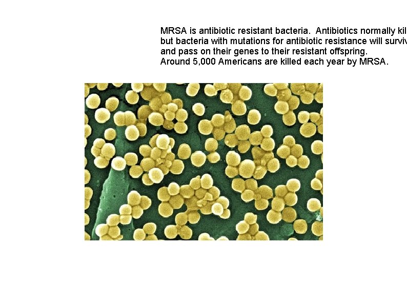 MRSA is antibiotic resistant bacteria. Antibiotics normally kill but bacteria with mutations for antibiotic