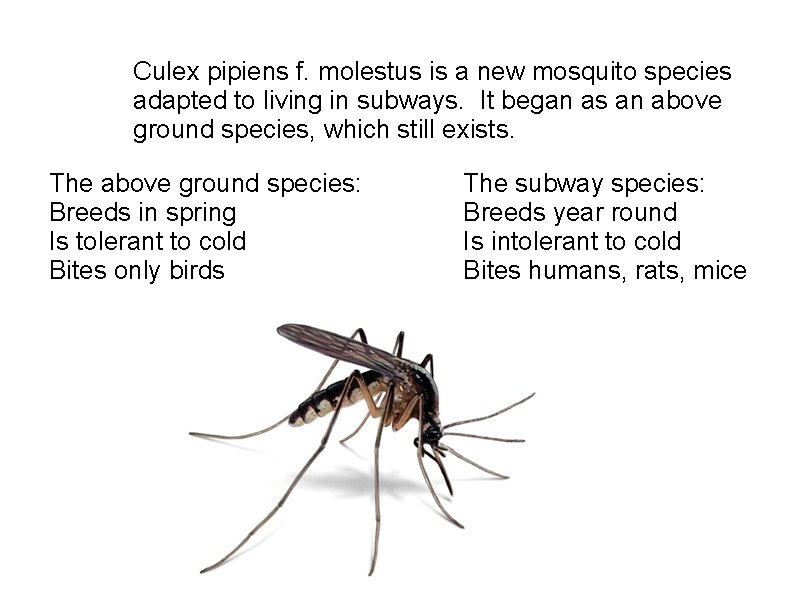 Culex pipiens f. molestus is a new mosquito species adapted to living in subways.