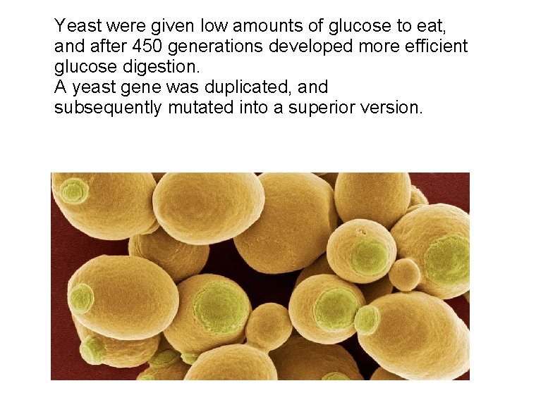 Yeast were given low amounts of glucose to eat, and after 450 generations developed