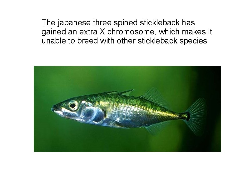 The japanese three spined stickleback has gained an extra X chromosome, which makes it