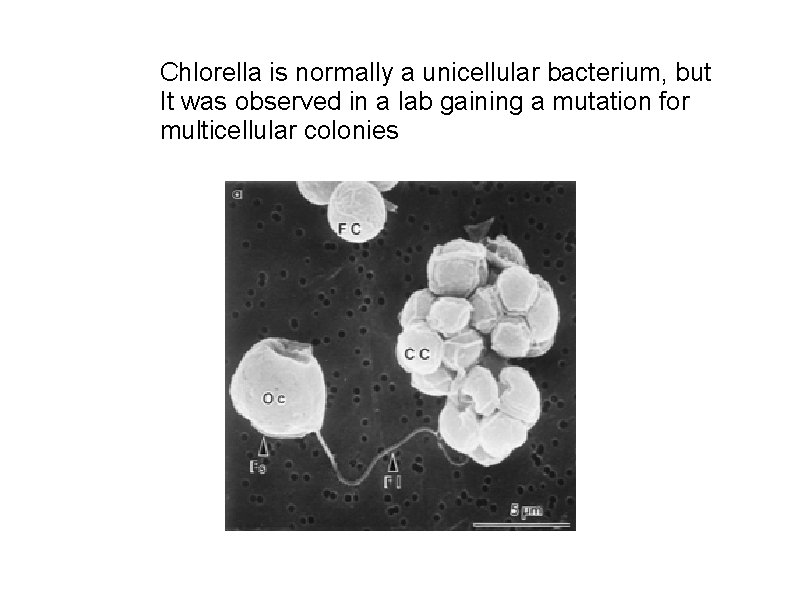 Chlorella is normally a unicellular bacterium, but It was observed in a lab gaining