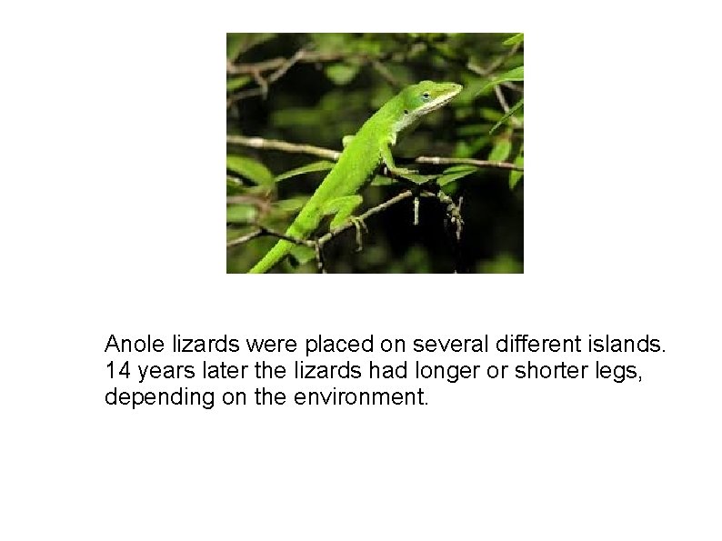Anole lizards were placed on several different islands. 14 years later the lizards had