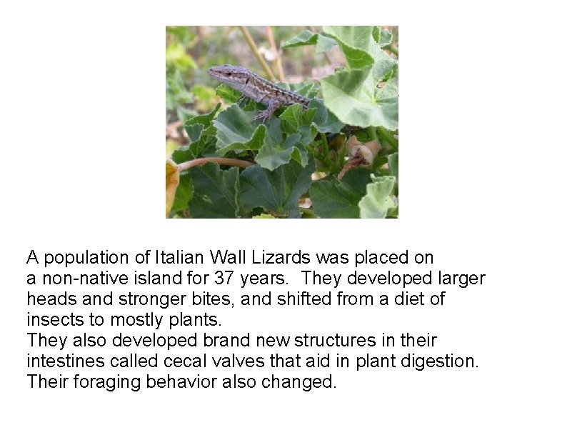 A population of Italian Wall Lizards was placed on a non-native island for 37