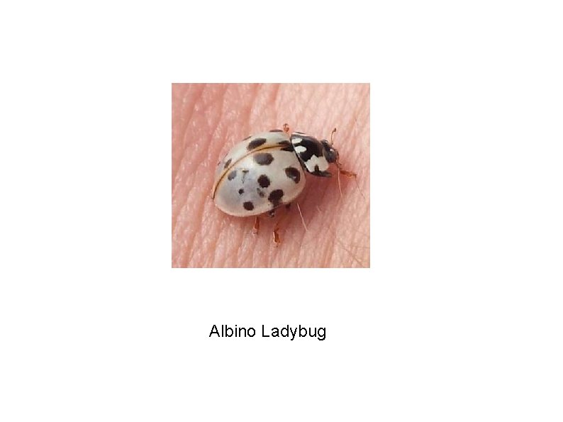 Albino Ladybug 