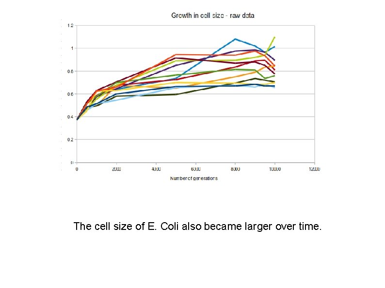 The cell size of E. Coli also became larger over time. 