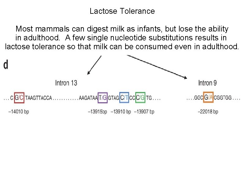 Lactose Tolerance Most mammals can digest milk as infants, but lose the ability in