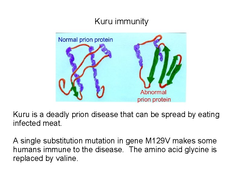 Kuru immunity Kuru is a deadly prion disease that can be spread by eating