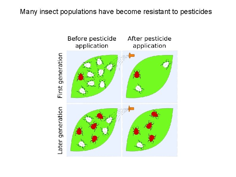 Many insect populations have become resistant to pesticides 