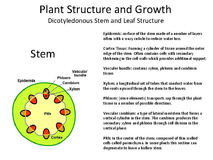 Plant Structure and Growth Dicotyledonous Stem and Leaf Structure Epidermis: surface of the stem
