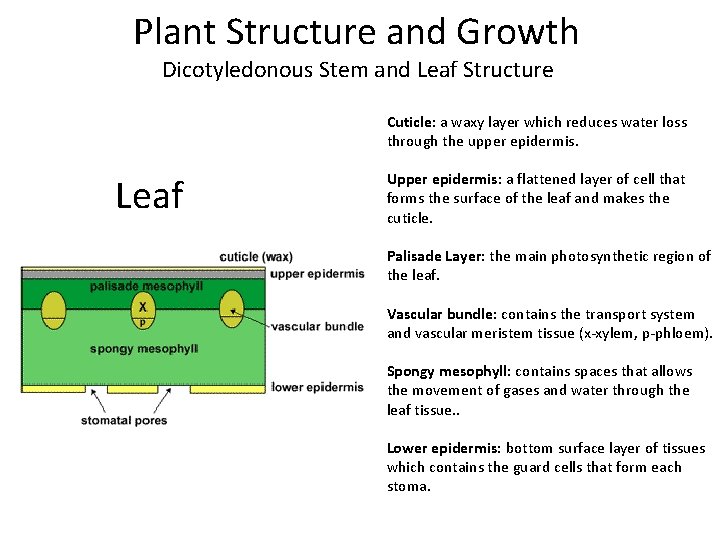 Plant Structure and Growth Dicotyledonous Stem and Leaf Structure Cuticle: a waxy layer which