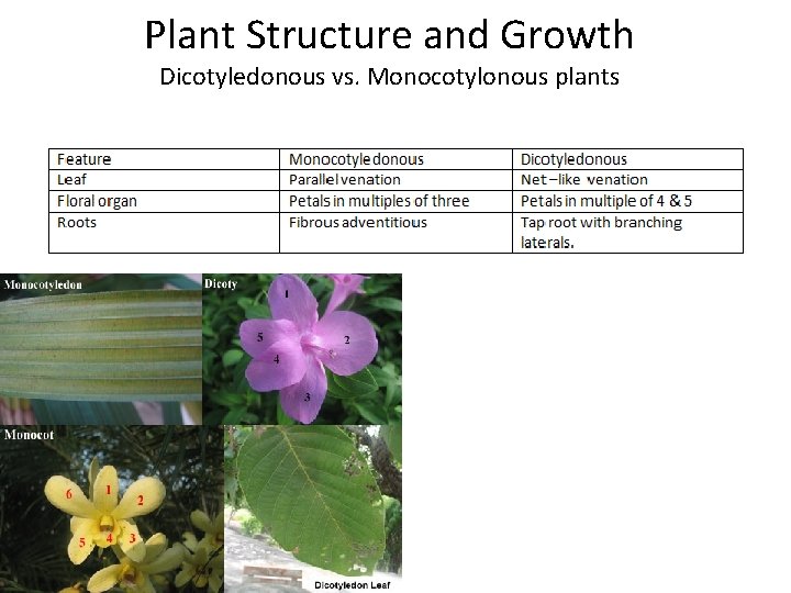 Plant Structure and Growth Dicotyledonous vs. Monocotylonous plants 