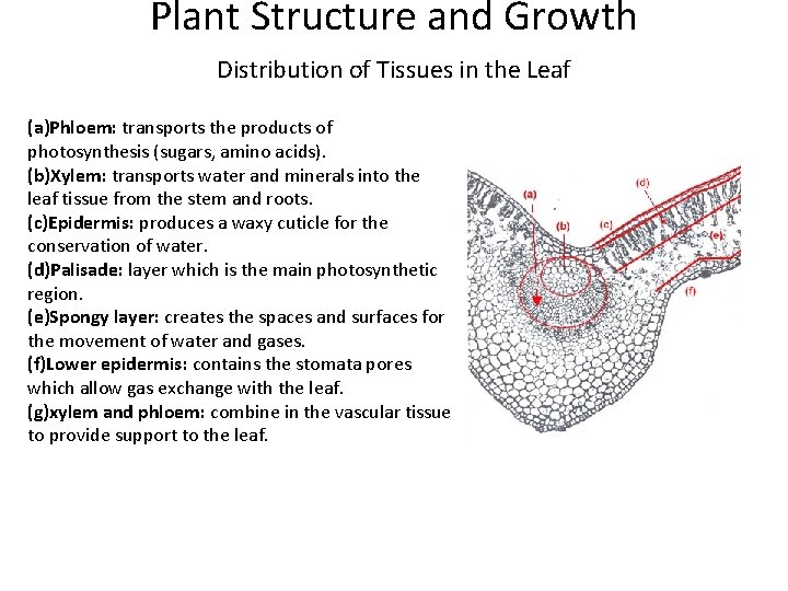 Plant Structure and Growth Distribution of Tissues in the Leaf (a)Phloem: transports the products