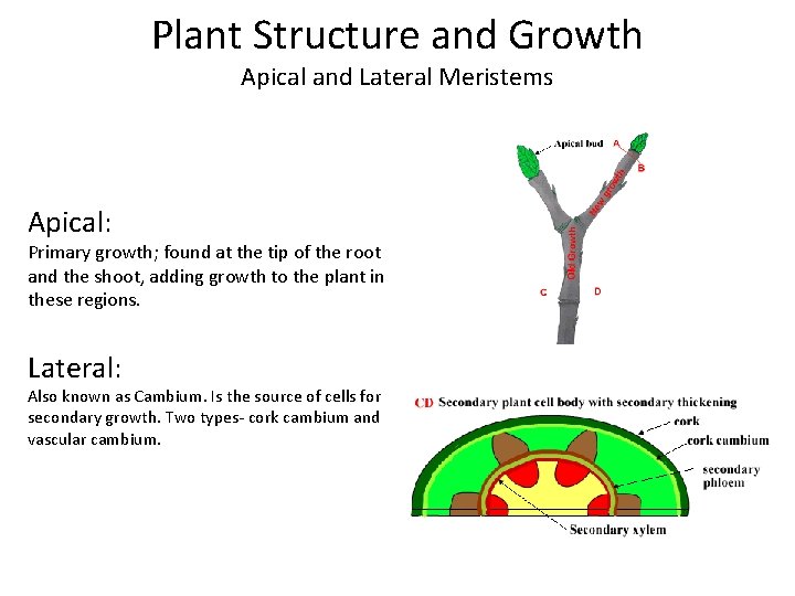 Plant Structure and Growth Apical and Lateral Meristems Apical: Primary growth; found at the