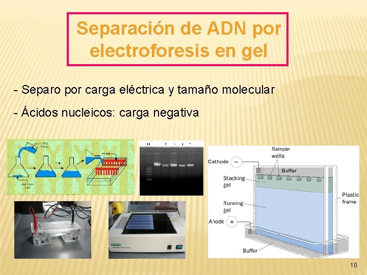 Separación de ADN por electroforesis en gel - Separo por carga eléctrica y tamaño