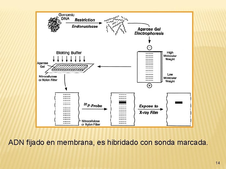 ADN fijado en membrana, es hibridado con sonda marcada. 14 