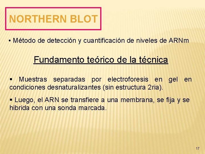 NORTHERN BLOT • Método de detección y cuantificación de niveles de ARNm Fundamento teórico