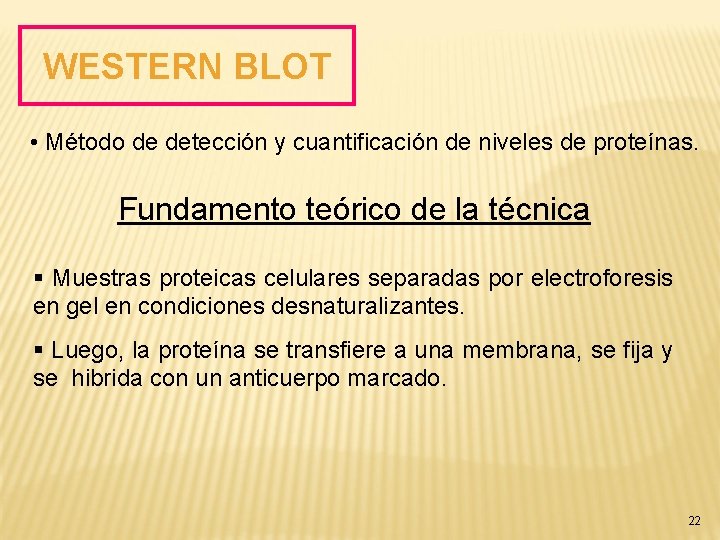 WESTERN BLOT • Método de detección y cuantificación de niveles de proteínas. Fundamento teórico