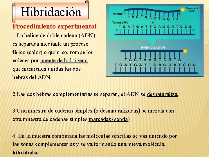 Hibridación Procedimiento experimental 1. La hélice de doble cadena (ADN) es separada mediante un