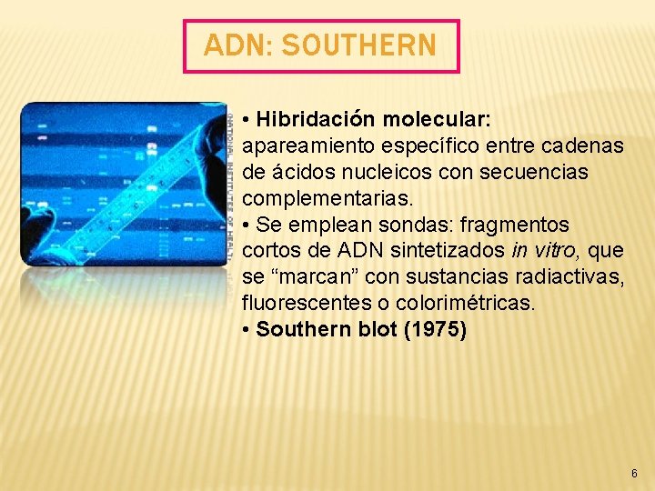 ADN: SOUTHERN • Hibridación molecular: apareamiento específico entre cadenas de ácidos nucleicos con secuencias