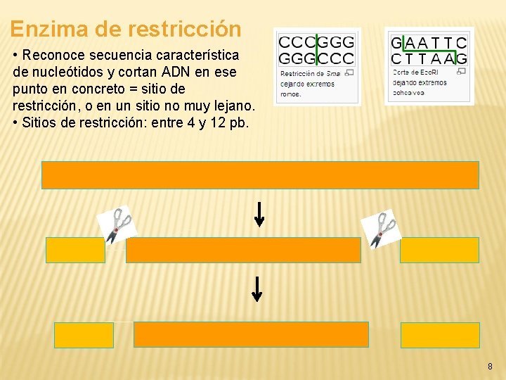 Enzima de restricción • Reconoce secuencia característica de nucleótidos y cortan ADN en ese