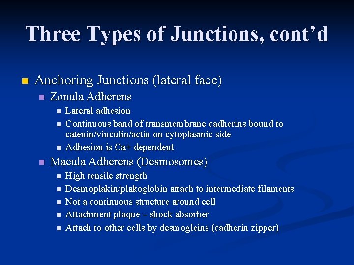 Three Types of Junctions, cont’d n Anchoring Junctions (lateral face) n Zonula Adherens n
