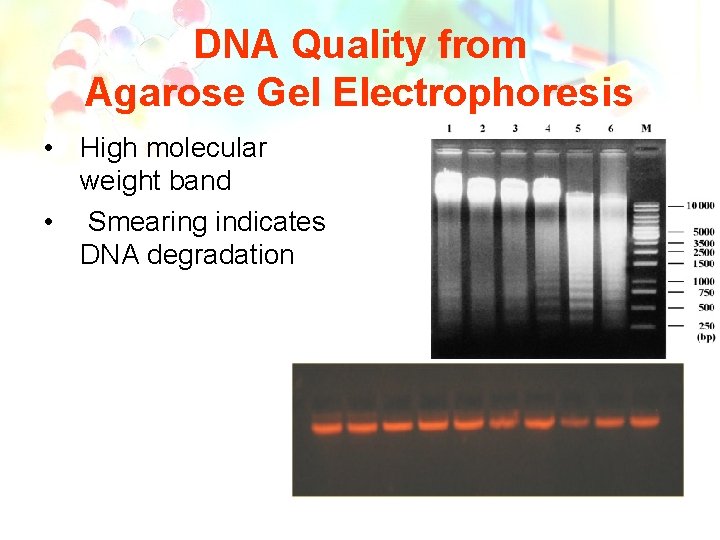 DNA Quality from Agarose Gel Electrophoresis • High molecular weight band • Smearing indicates