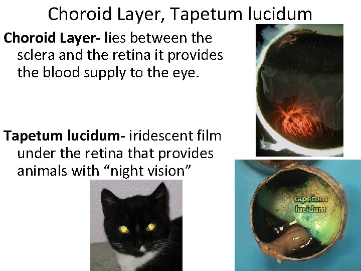 Choroid Layer, Tapetum lucidum Choroid Layer- lies between the sclera and the retina it