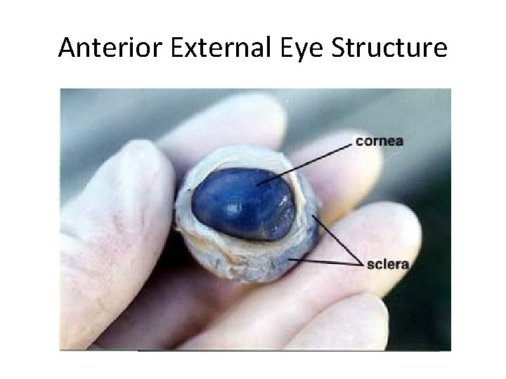 Anterior External Eye Structure 