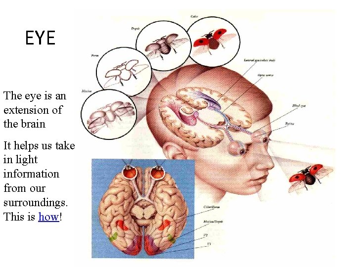 EYE The eye is an extension of the brain It helps us take in