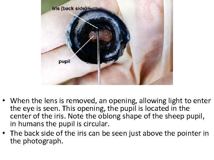  • When the lens is removed, an opening, allowing light to enter the