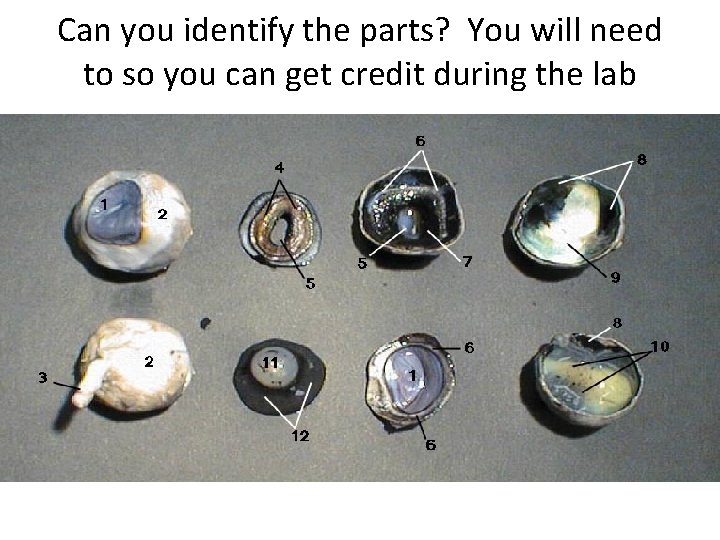 Can you identify the parts? You will need to so you can get credit